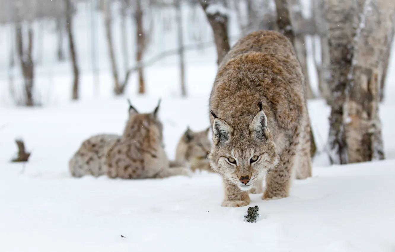 Фото обои взгляд, снег, деревья, trees, eyes, snowing, снег рысь, snow lynx