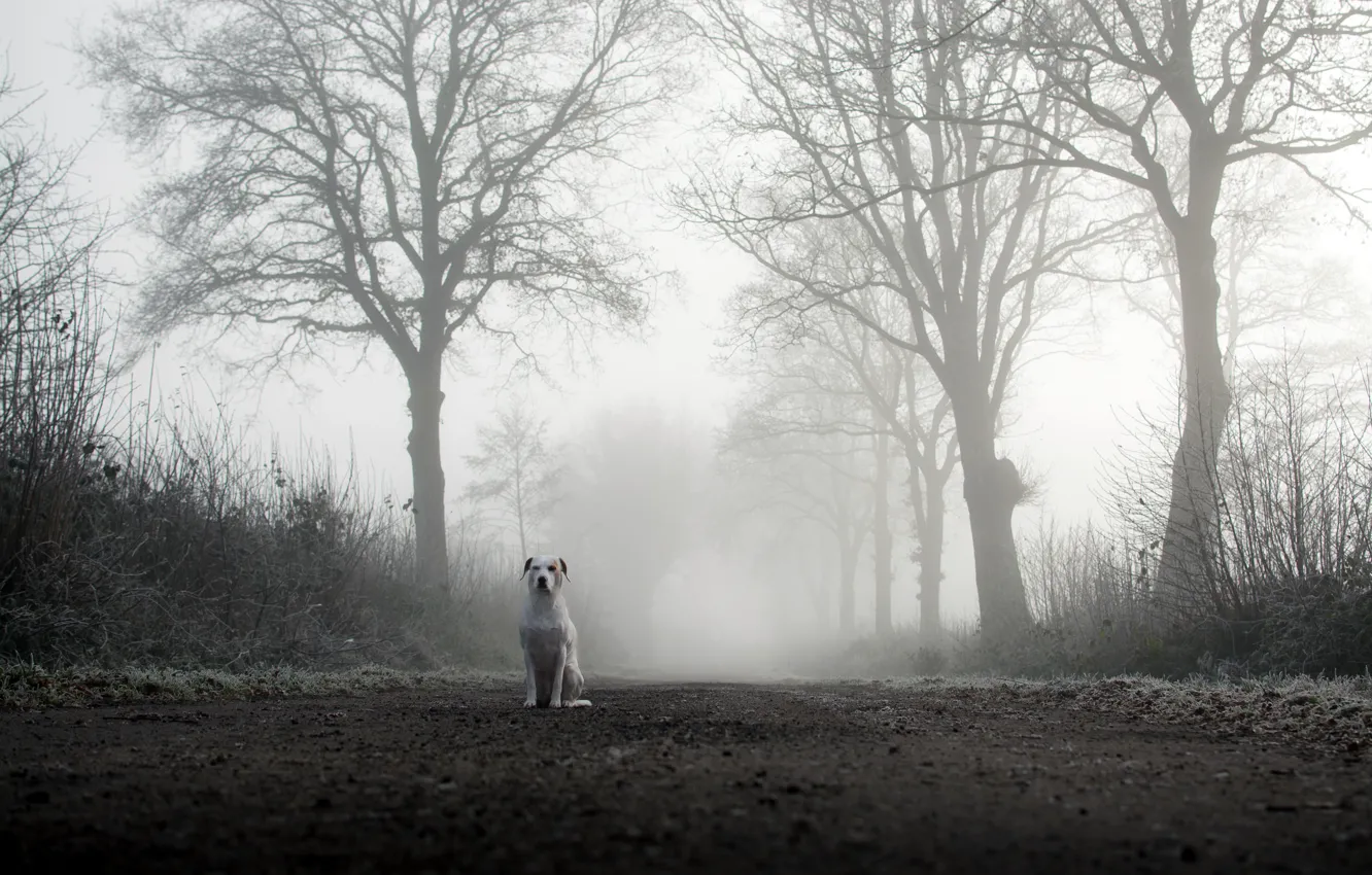Фото обои дорога, туман, собака