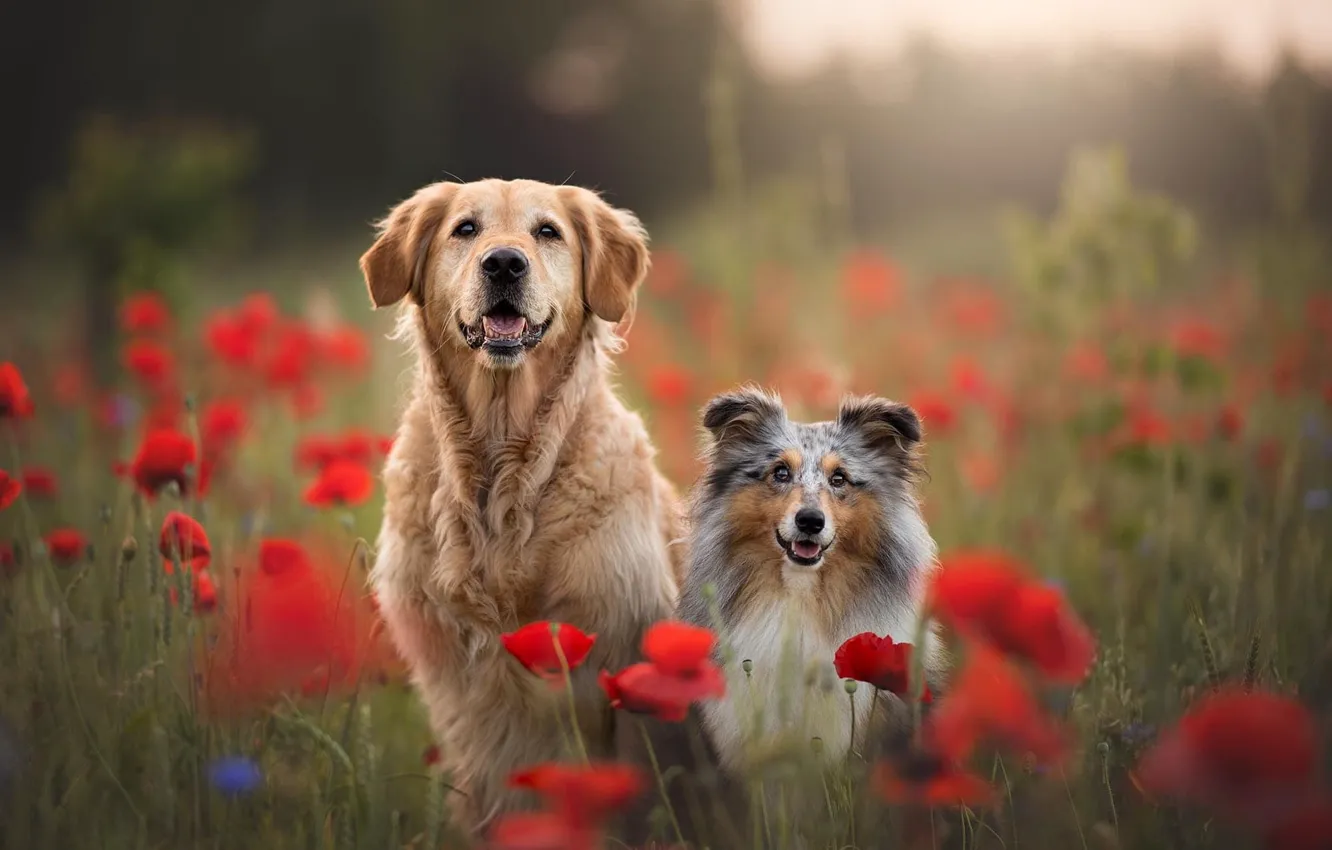 Фото обои поле, язык, собаки, лето, цветы, маки, собака, парочка
