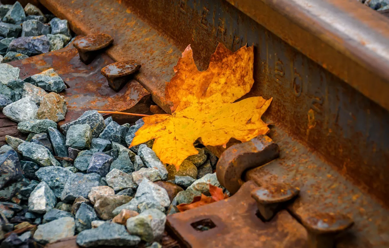 Фото обои осень, лист, железная дорога