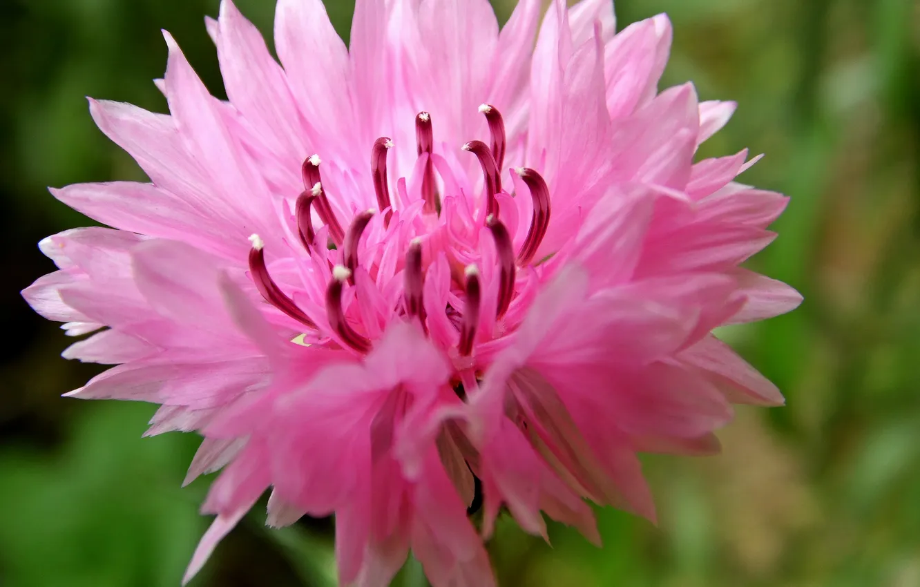 Фото обои цветок, розовый, лепестки, размытость, тычинки