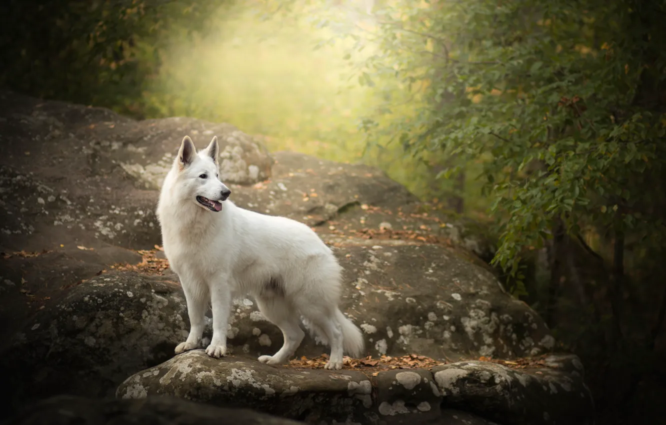Фото обои осень, камень, собака, Белая швейцарская овчарка