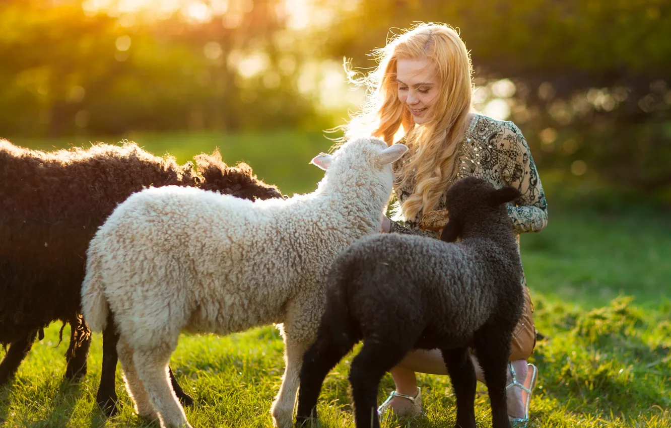 Фото обои лето, девушка, солнце, овечки