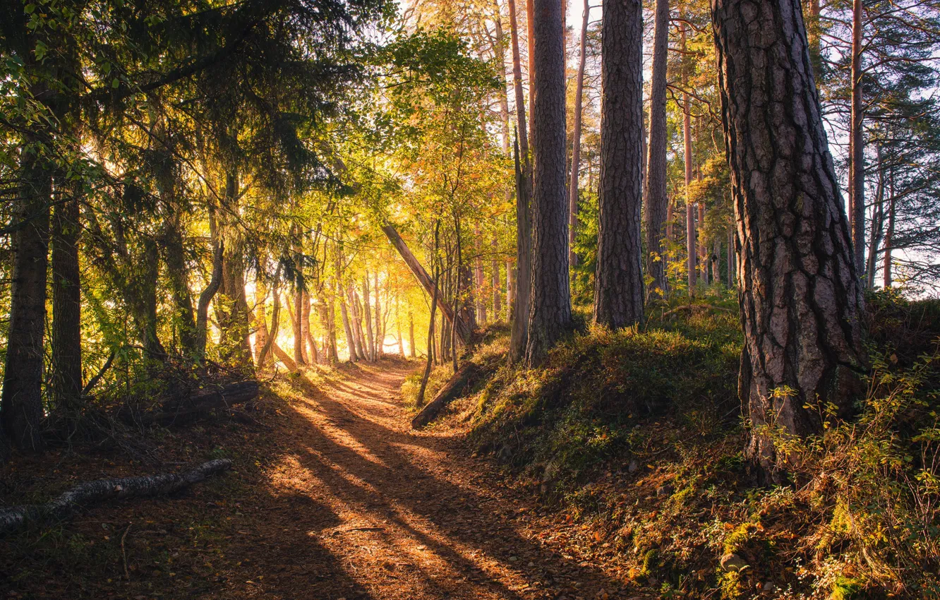 Фото обои дорога, лес, Финляндия, солнечный свет
