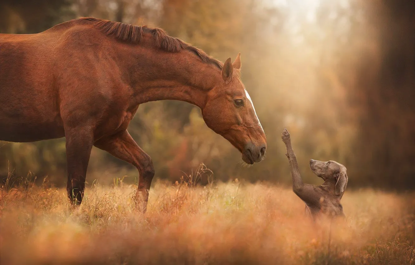 Фото обои поле, осень, трава, морда, свет, поза, конь, лошадь