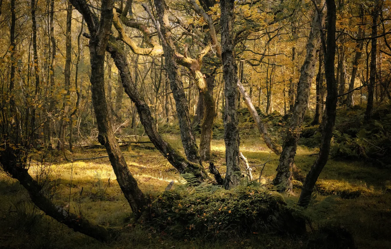 Фото обои осень, лес, свет, деревья, ветки, стволы, кривые