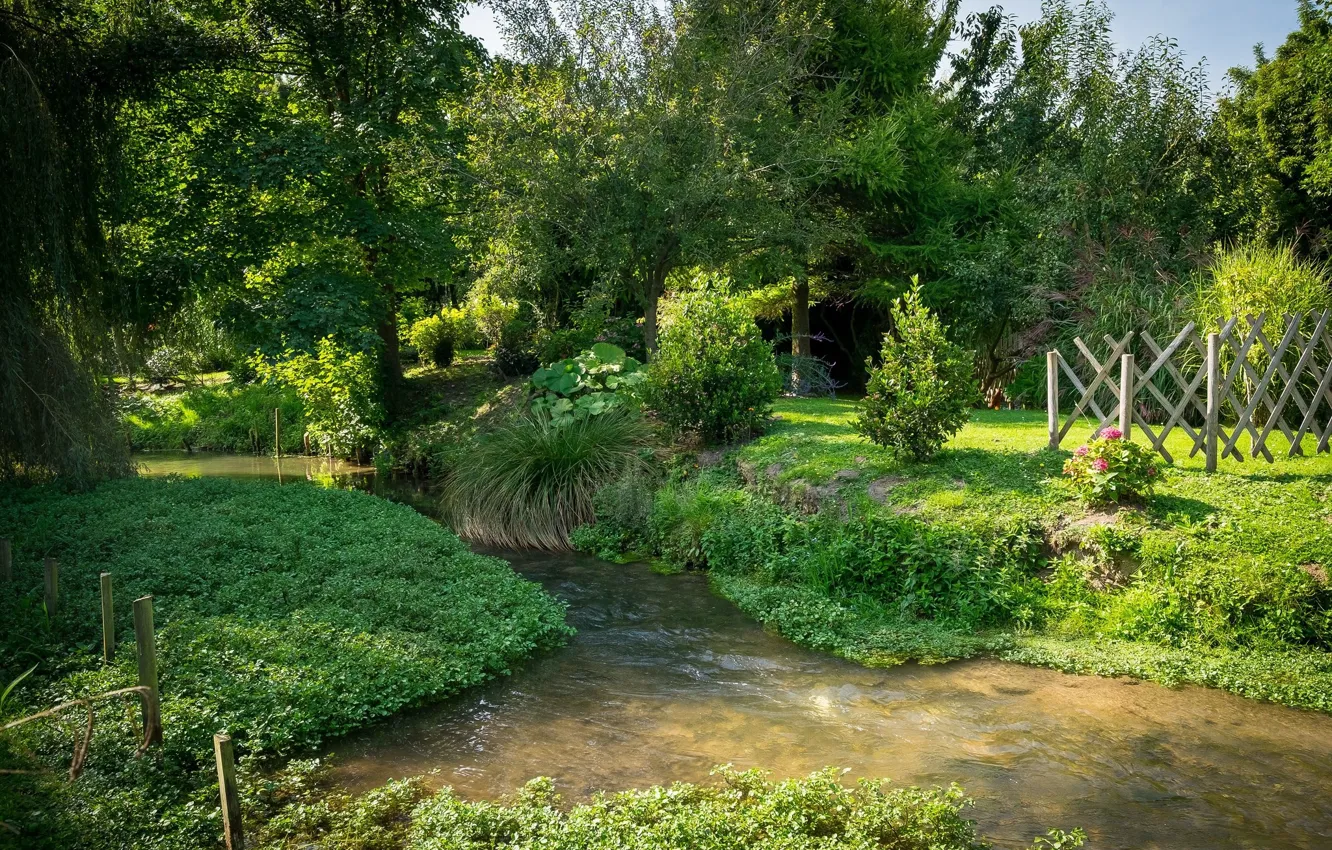 Фото обои лес, трава, река, кусты