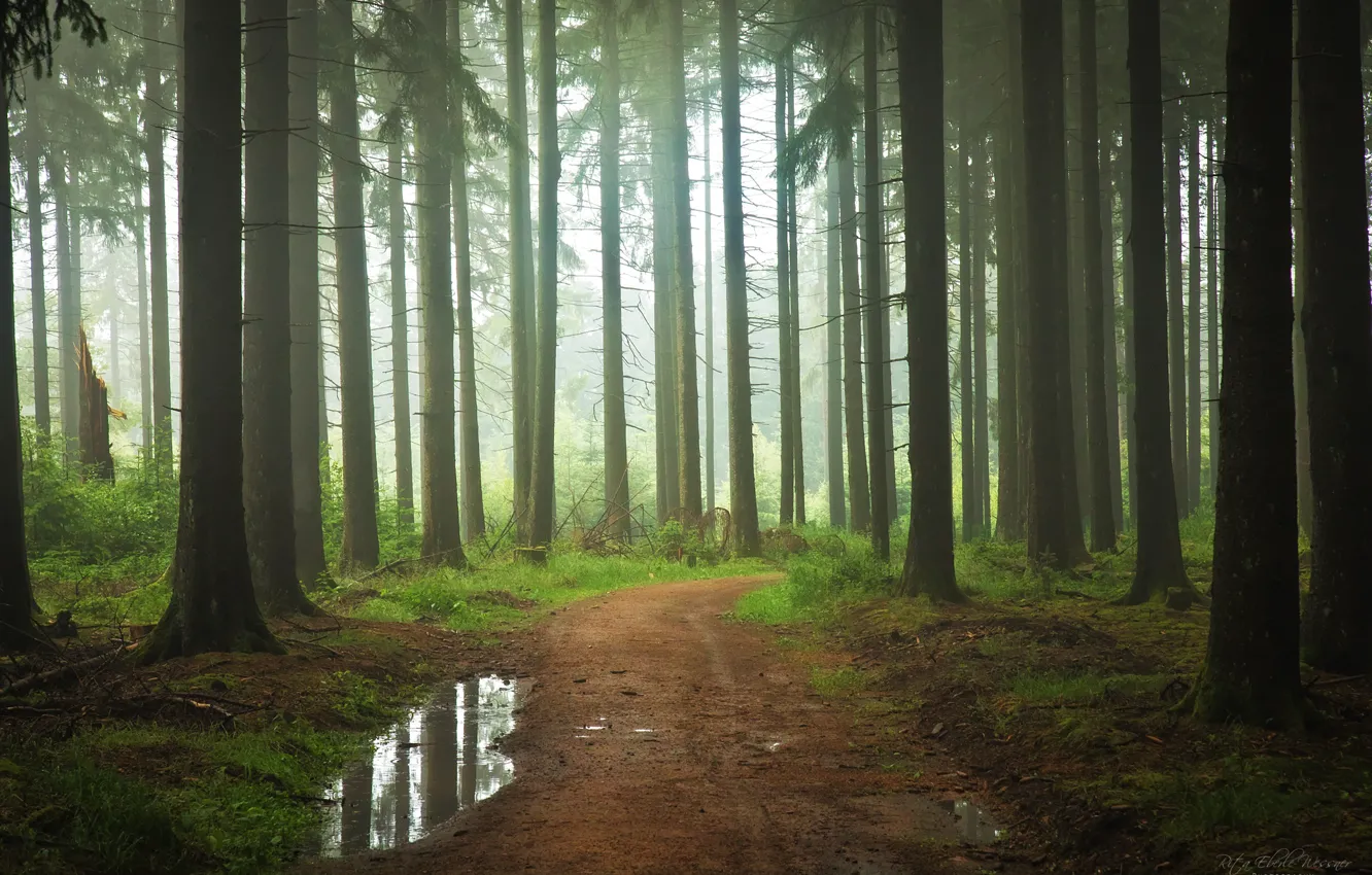 Фото обои лес, туман, тропинка, Abtsteinach