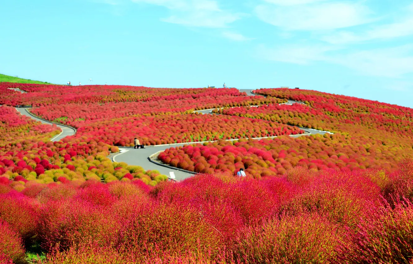 Фото обои поле, цветы, холмы, Япония, кусты, Национальный приморский парк Хитачи, Хитатинака, префектура Ибараки