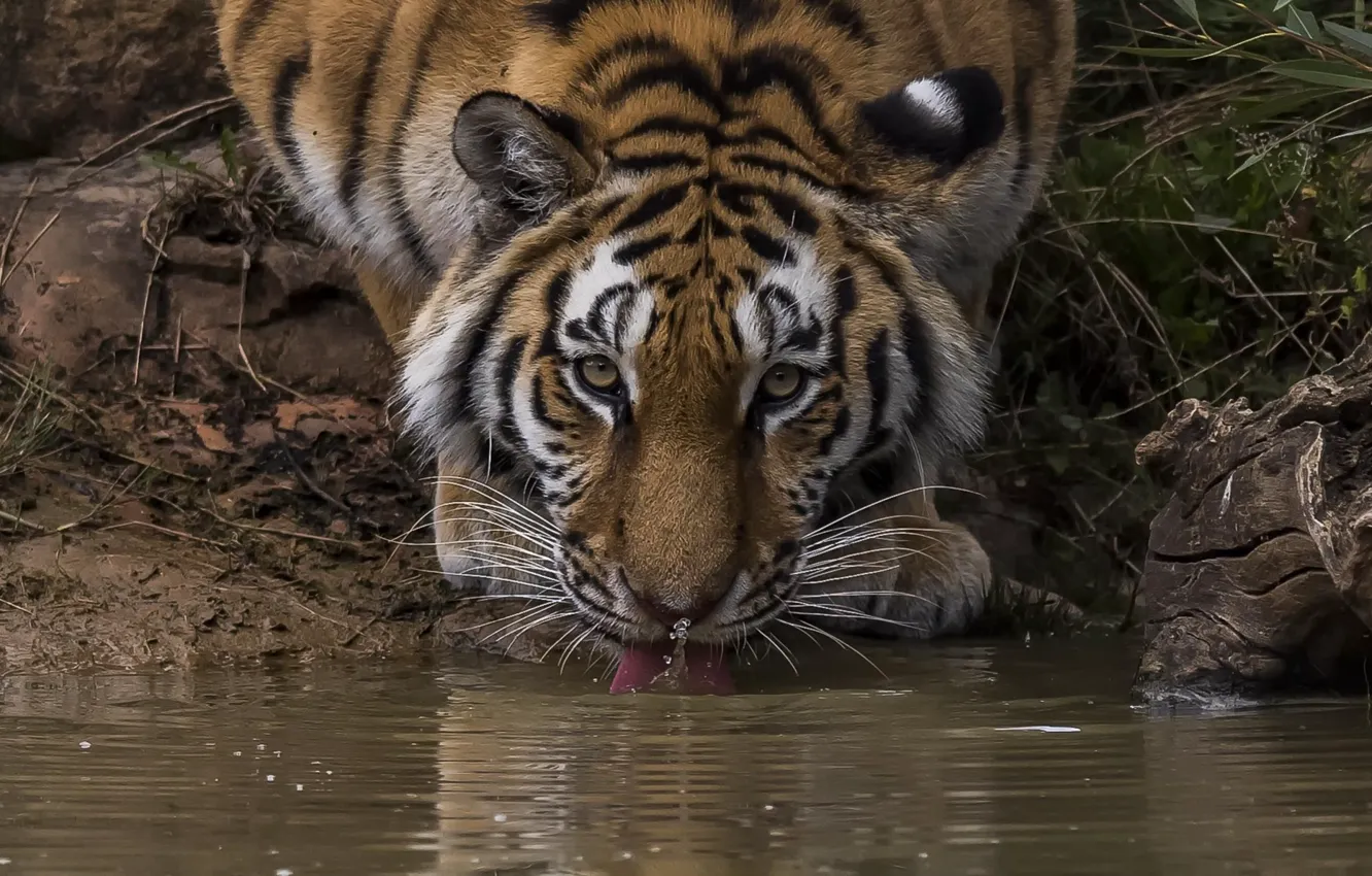 Фото обои взгляд, тигр, водопой