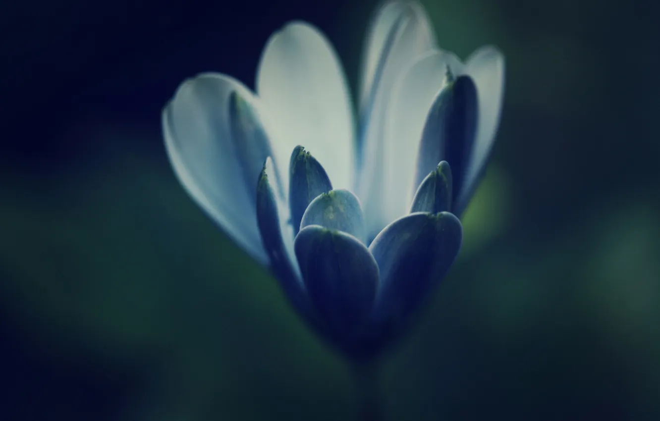 Фото обои цветок, синий, голубой, лепестки