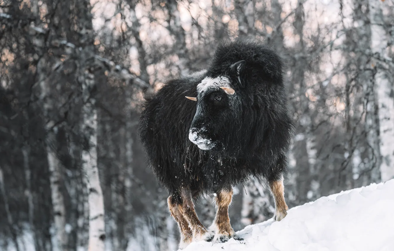 Фото обои зима, лес, взгляд, снег, молодой, боке, бык, бизон