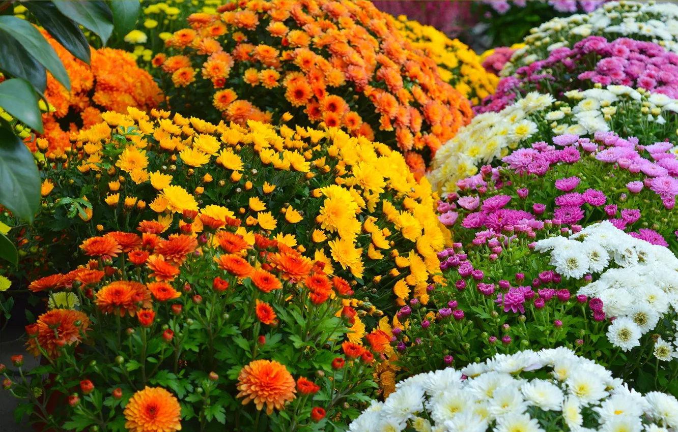 Фото обои Цветы, Цветочки, Flowers, Colors