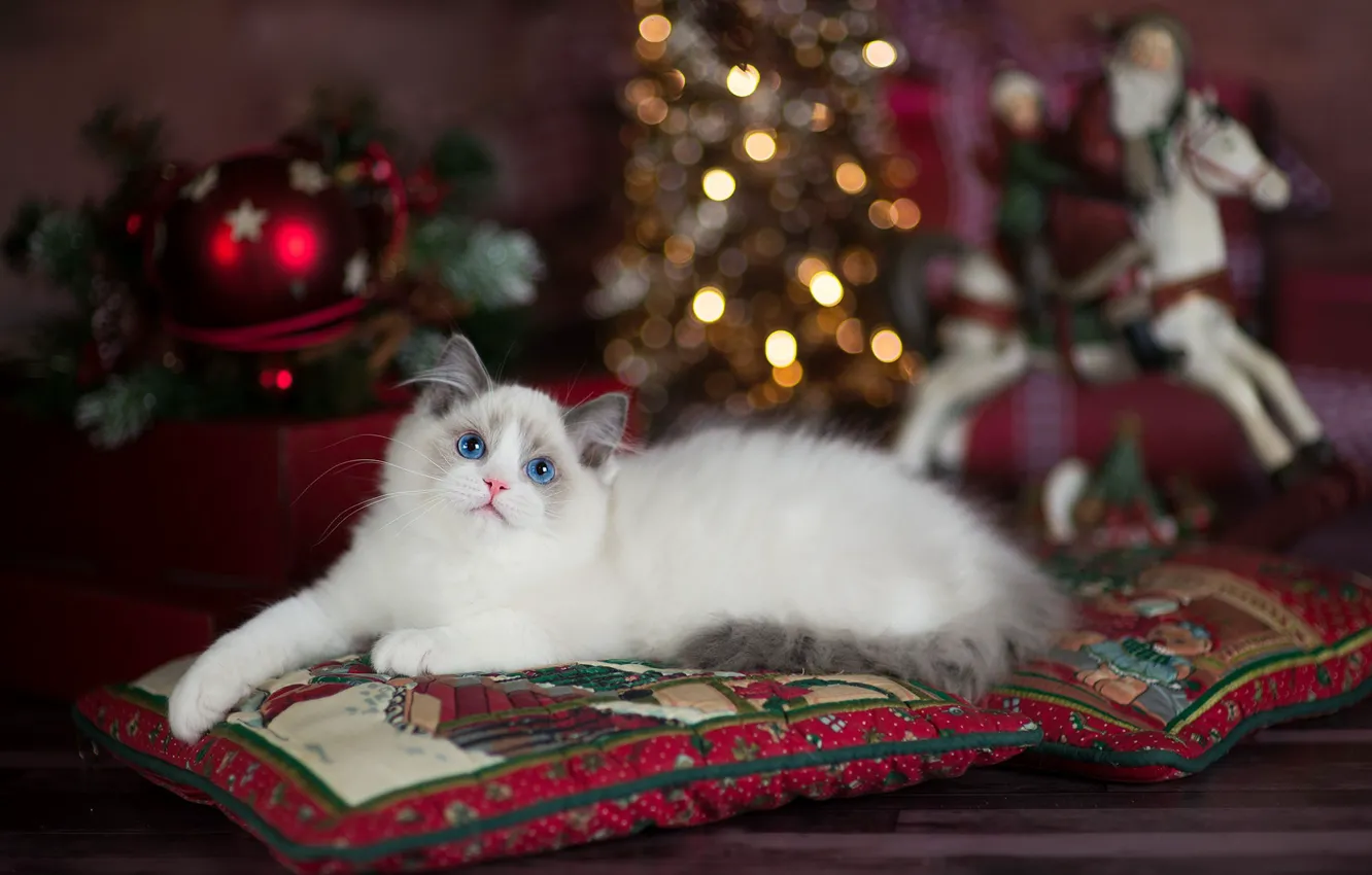 Фото обои кошка, огни, котенок, комната, игрушки, новый год, рождество, подушки