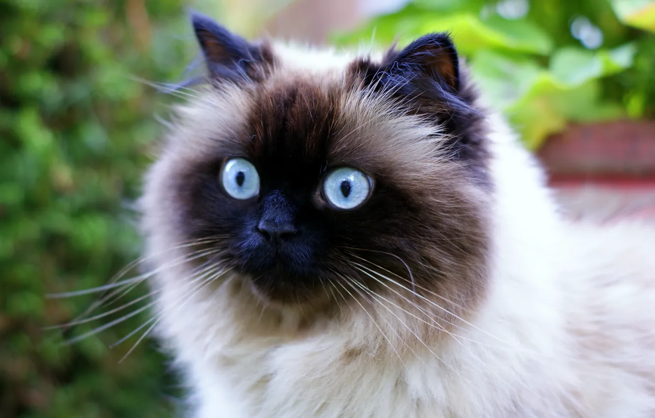 Фото обои кот, морда, голубые глаза