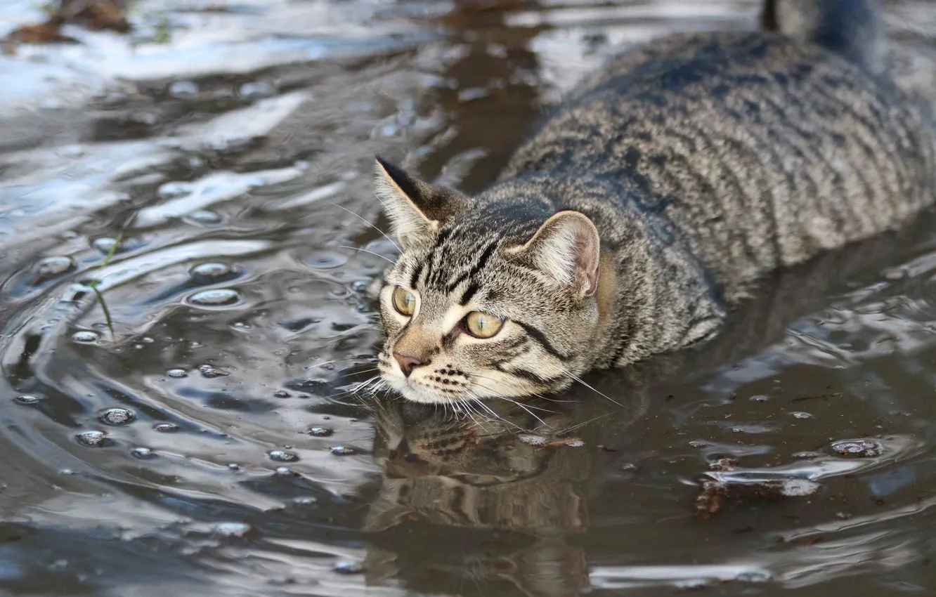 Фото обои кот, вода, заплыв, пловец