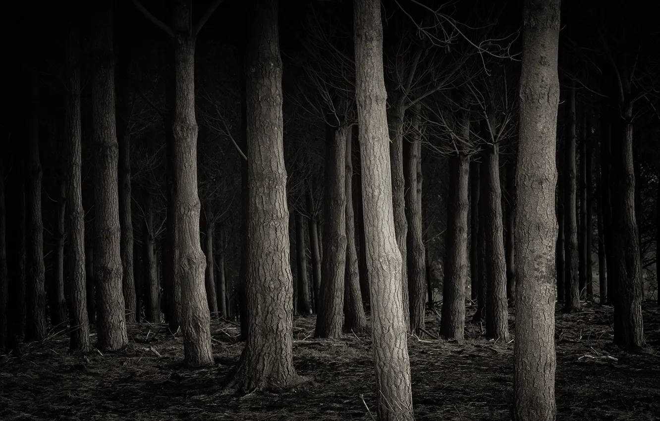 Фото обои лес, природа, фон