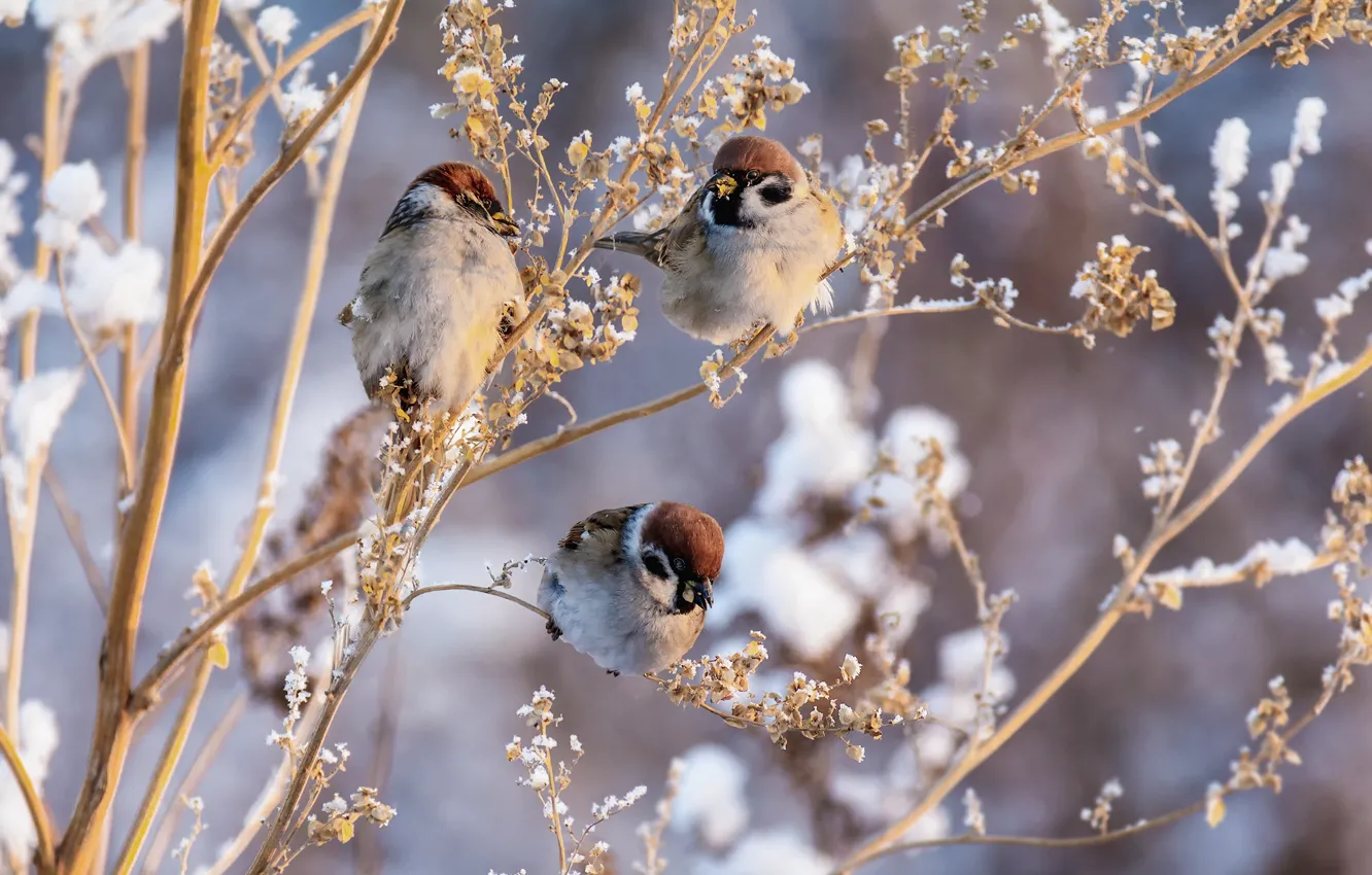 Фото обои трава, снег, птицы, трио, воробьи, Марина Мочалова