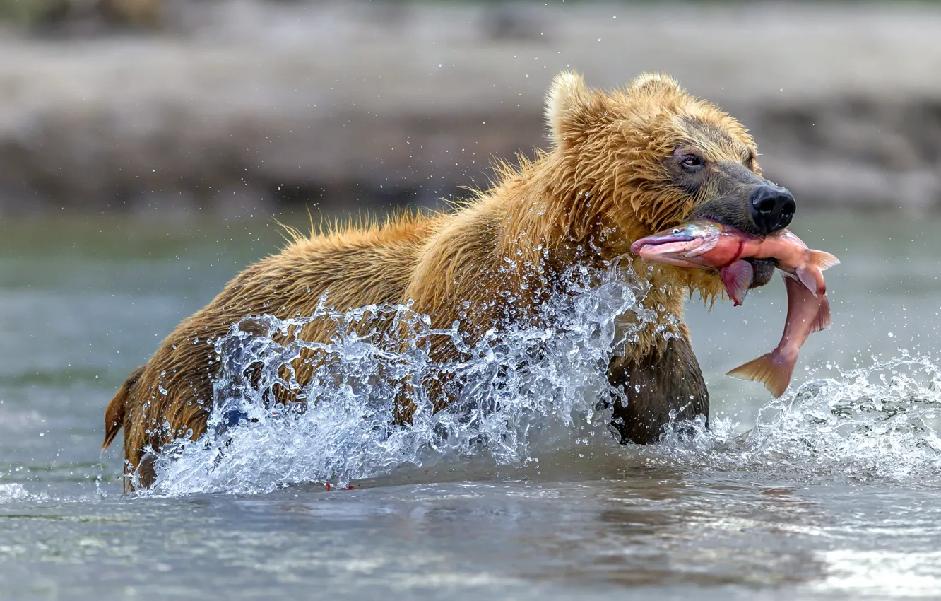 Фото обои вода, брызги, медведь, улов, красная рыба