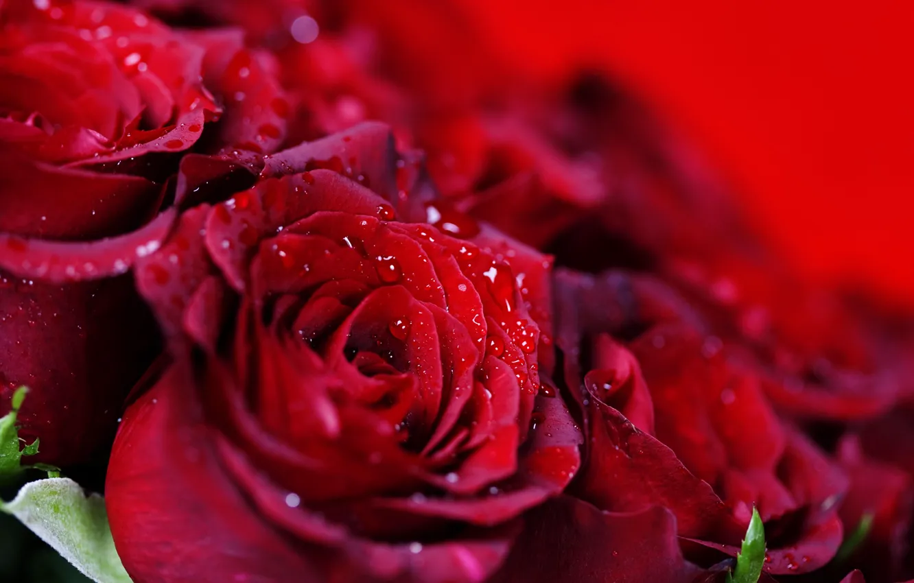 Фото обои капли, розы, букет, красные, много