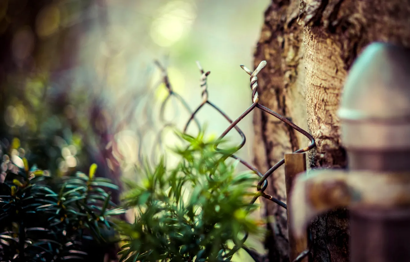 Фото обои листья, макро, природа, дерево, сетка, забор, ограда, размытость