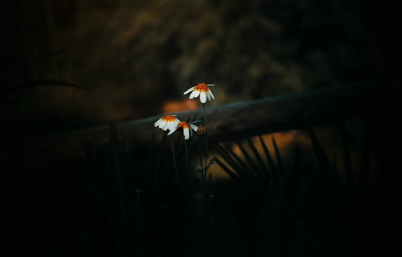 Фото обои трава, цветы, природа, темный фон, ромашки, бревно, белые