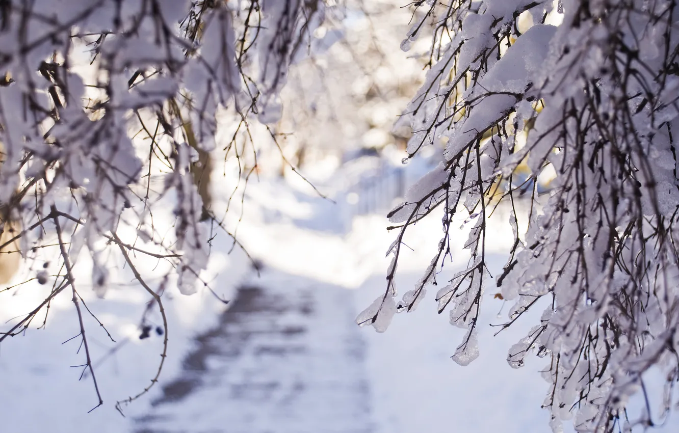 Фото обои зима, свет, снег, ветки