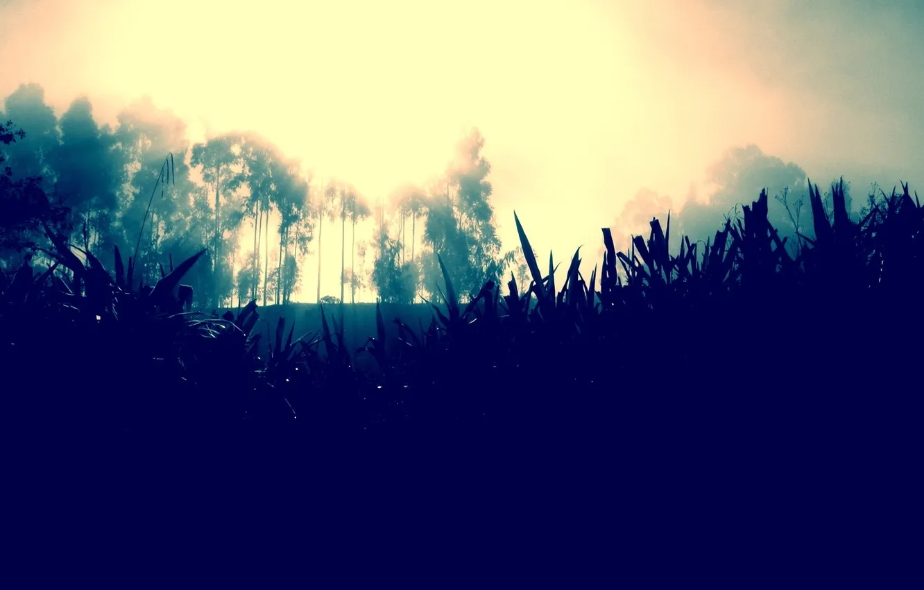 Фото обои трава, деревья, природа, туман, СОЛНЦЕ, СВЕТ
