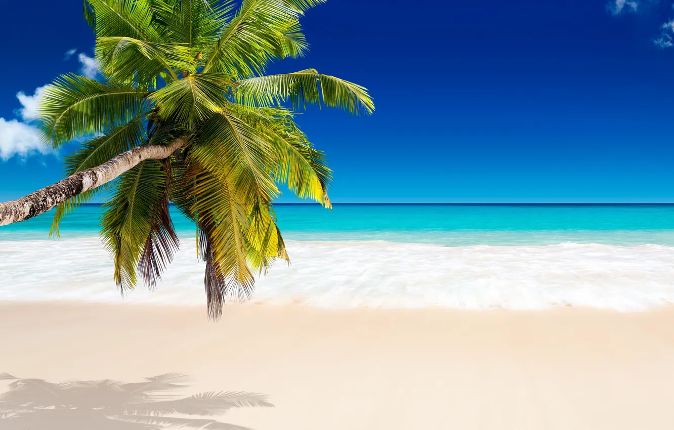 Фото обои песок, море, пляж, тропики, пальмы, берег, summer, sunshine