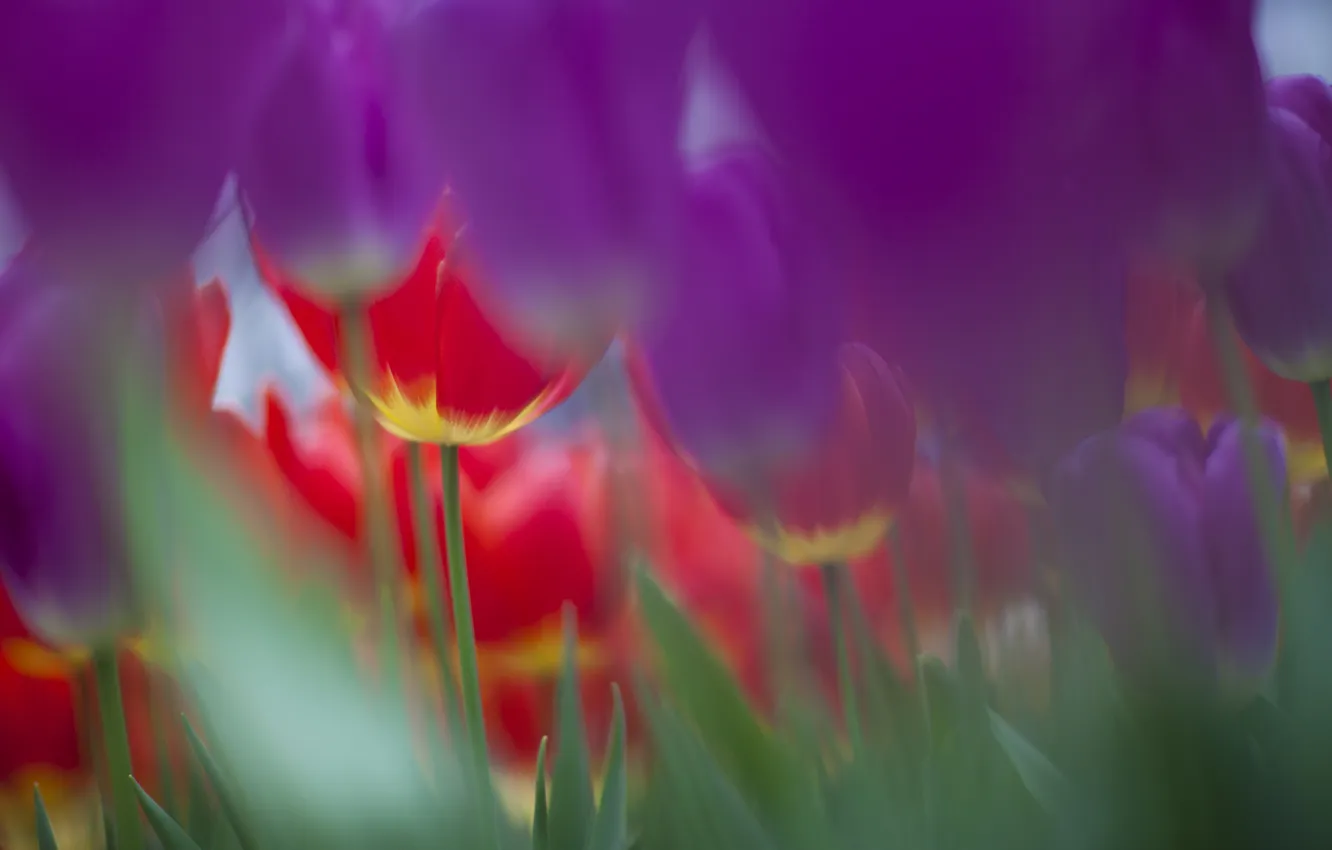 Фото обои природа, фокус, весна, фиолетовые, тюльпаны, розовые