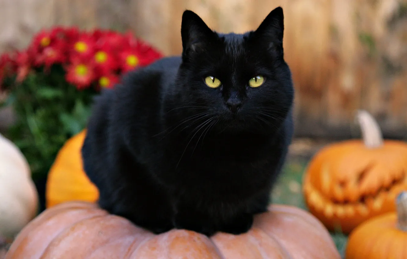 Фото обои кошка, тыквы, Halloween, черный кот