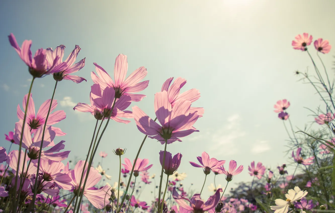 Фото обои поле, лето, солнце, цветы, summer, розовые, field, pink