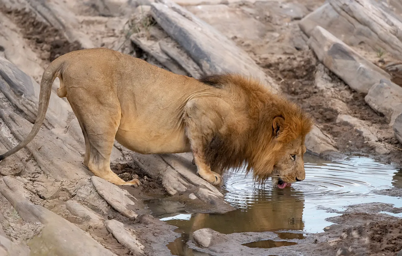 Фото обои лев, царь, водопой