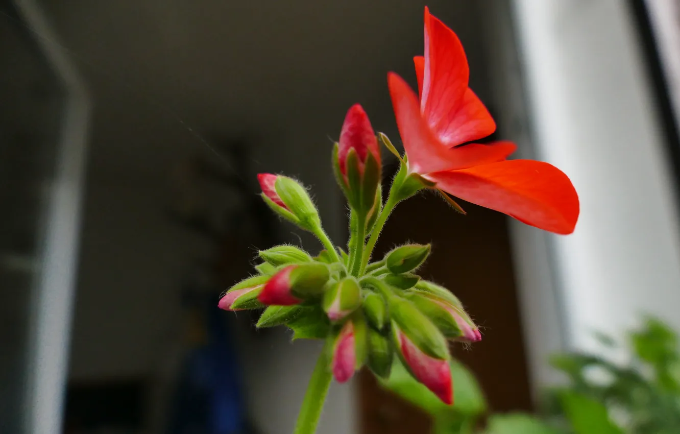 Фото обои цветок, макро, красный, фокус, весна