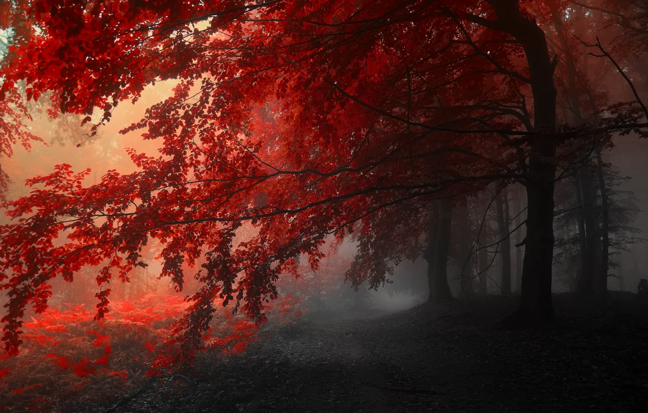 Фото обои осень, деревья, красный, серый