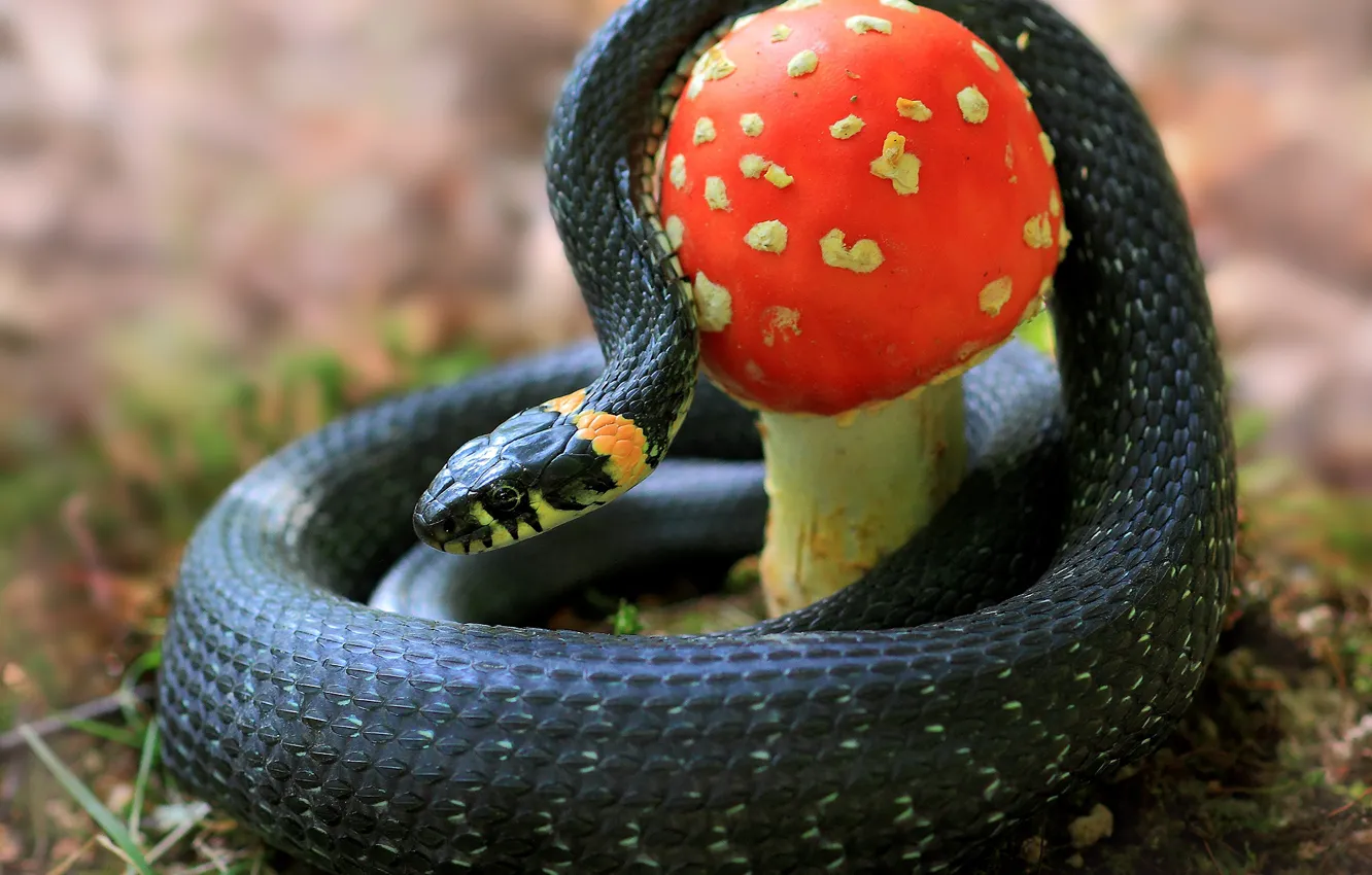 Фото обои природа, гриб, змея, мухомор, уж