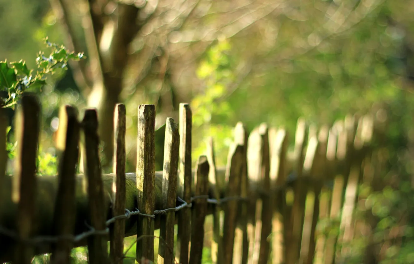 Фото обои зелень, листья, деревья, природа, забор, размытие, ограда, ограждение