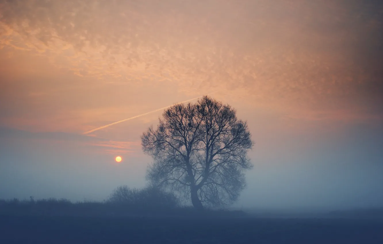 Фото обои поле, солнце, закат, туман, дерево, вечер