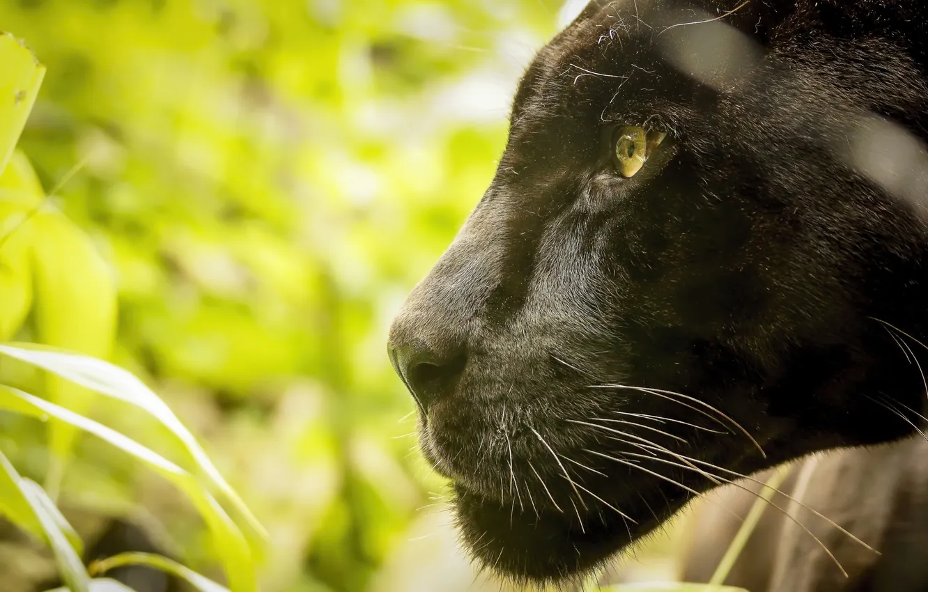 Фото обои морда, хищник, пантера, профиль, дикая кошка, черный ягуар