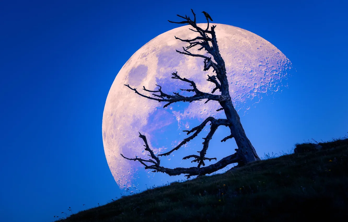 Фото обои природа, дерево, луна, холм, сумерки