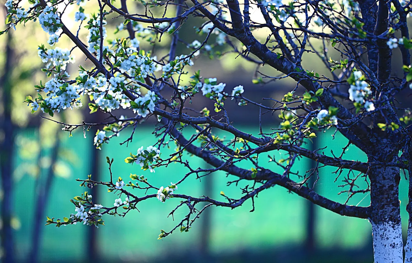 Фото обои ветки, дерево, весна, цветущее, цветки, боке