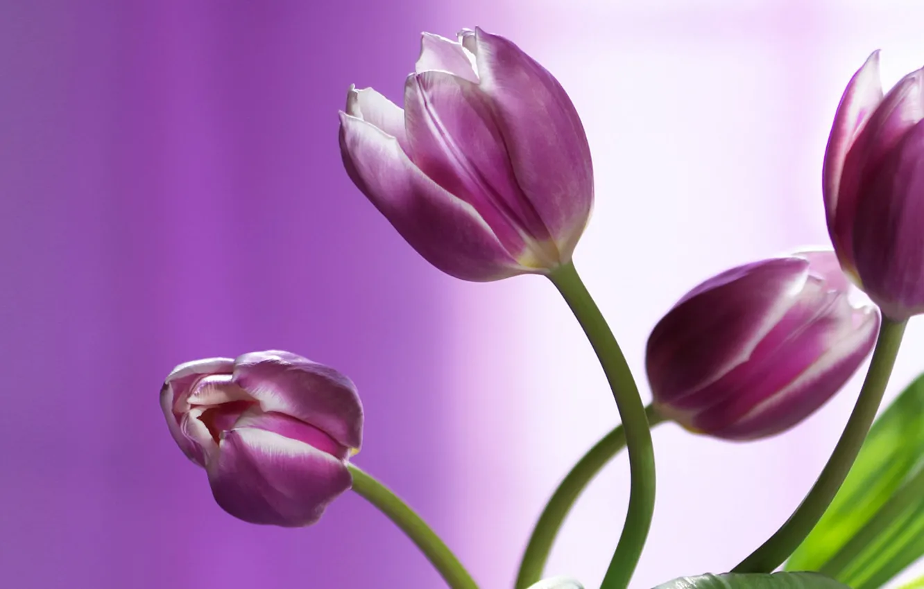 Фото обои цветы, размытость, тюльпаны