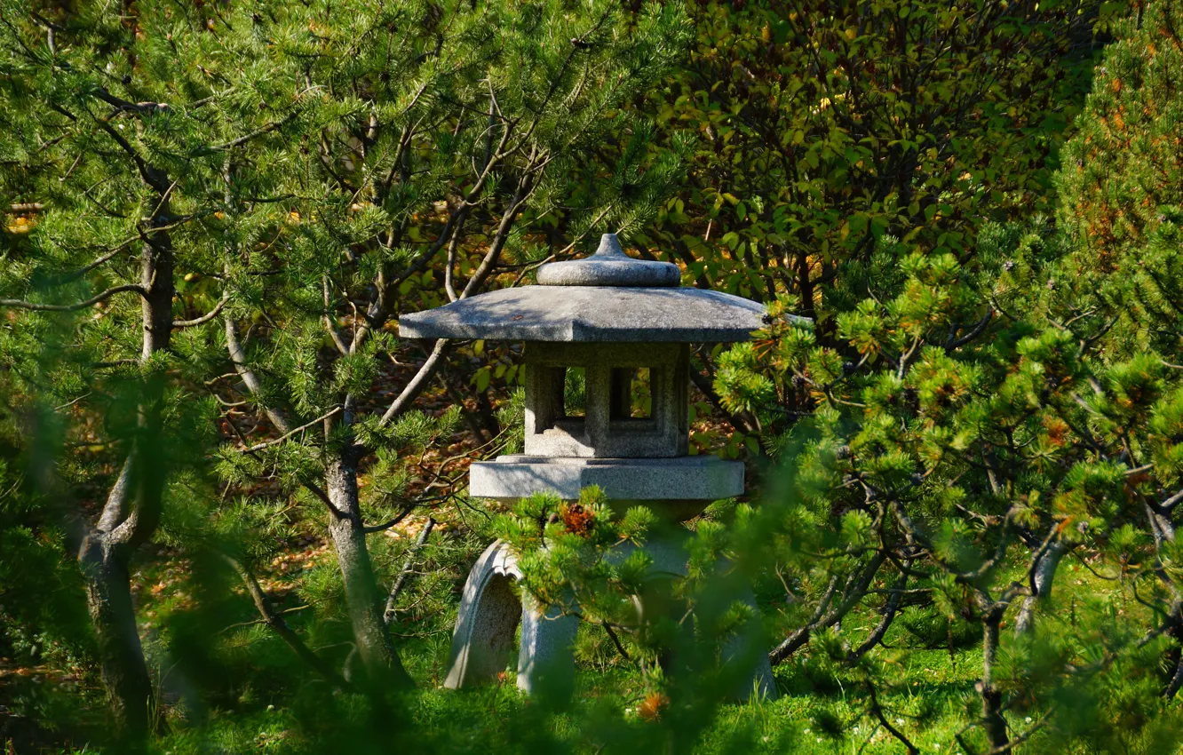Фото обои сад, лиственница, каменный фонарь, китайский сад