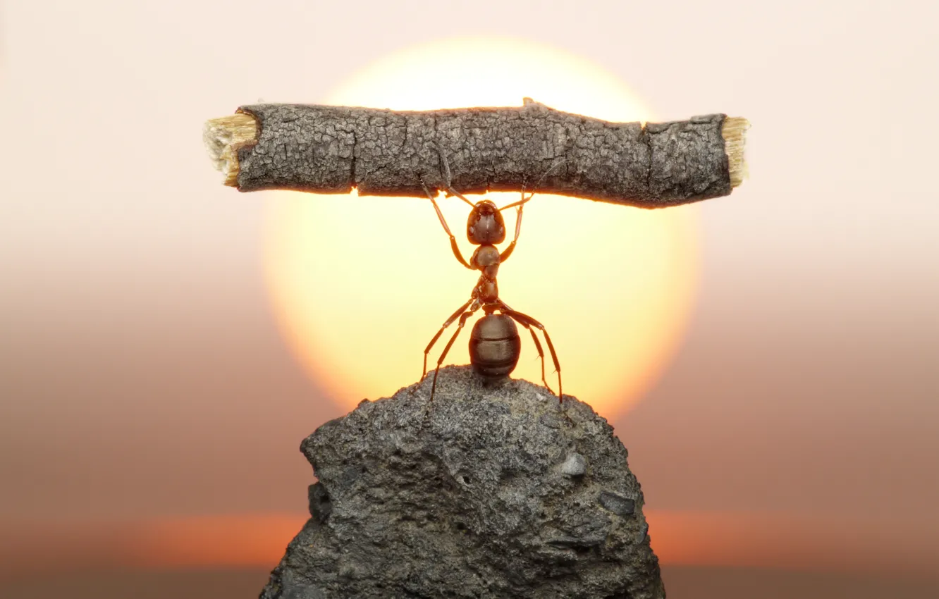 Фото обои солнце, макро, закат, камень, муравей, насекомое, бревно, силач