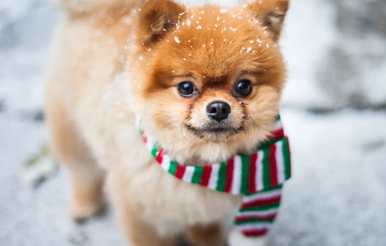 Фото обои зима, взгляд, снег, шарф, мордочка, пёсик, померанский шпиц