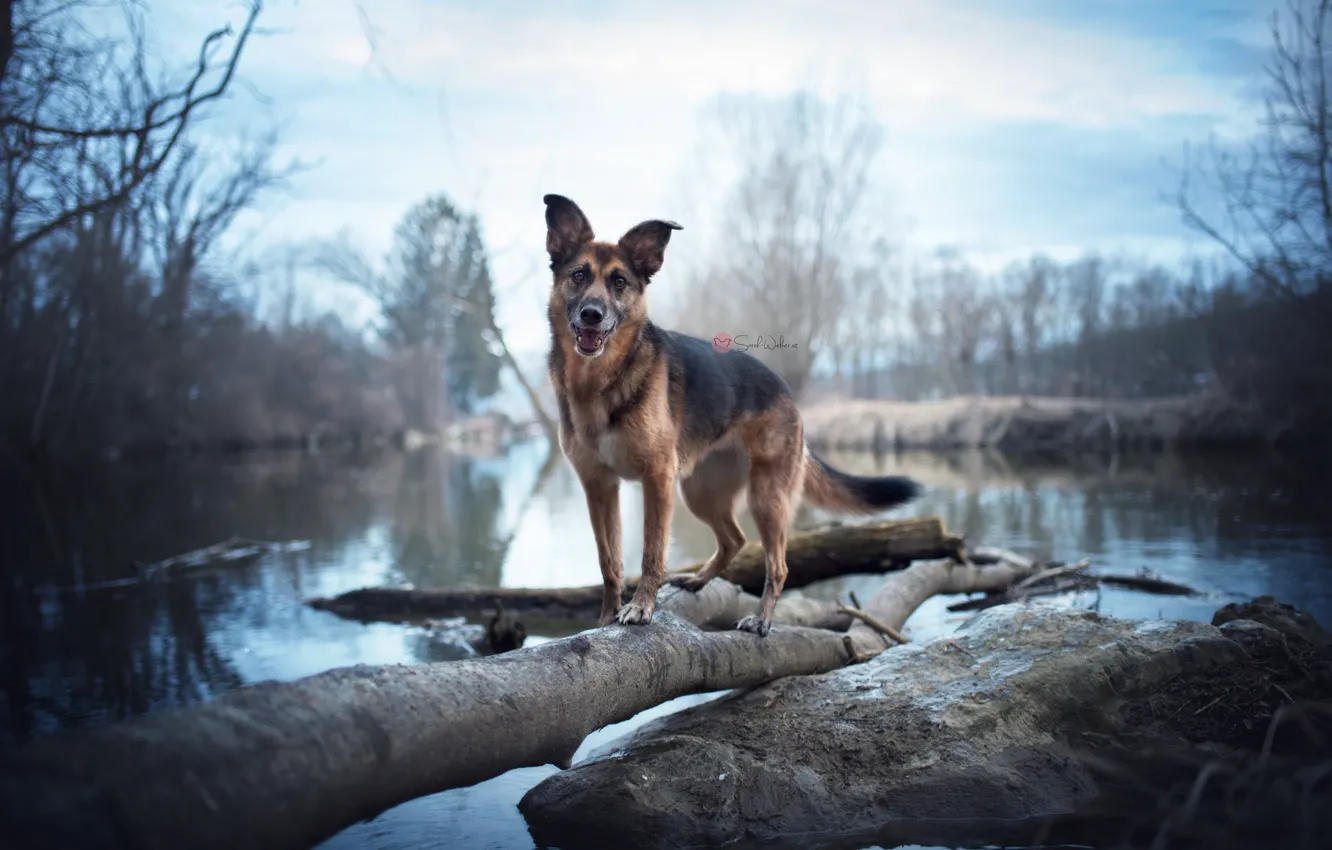 Фото обои природа, озеро, собака