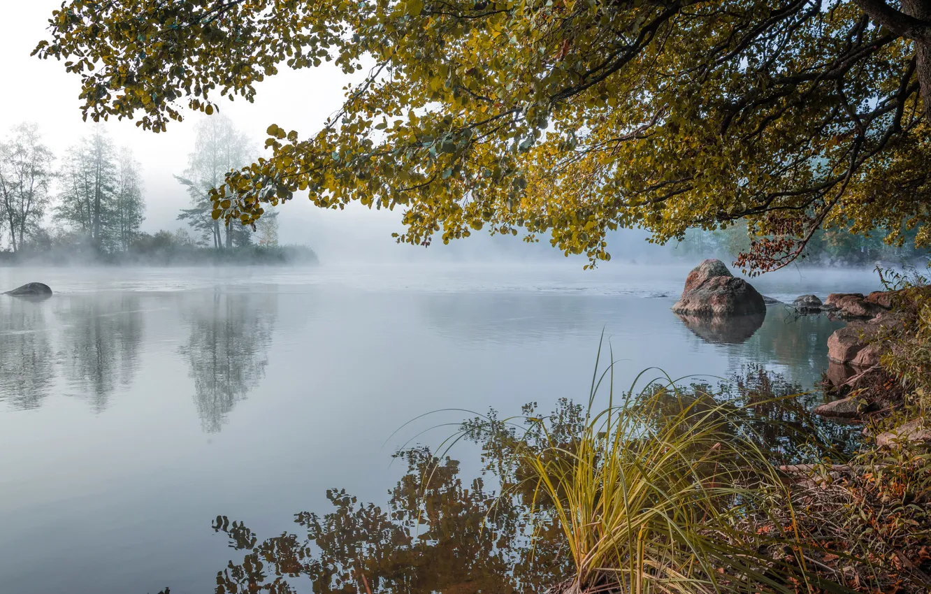 Фото обои осень, лес, туман, озеро, пруд, камни, рассвет, утро