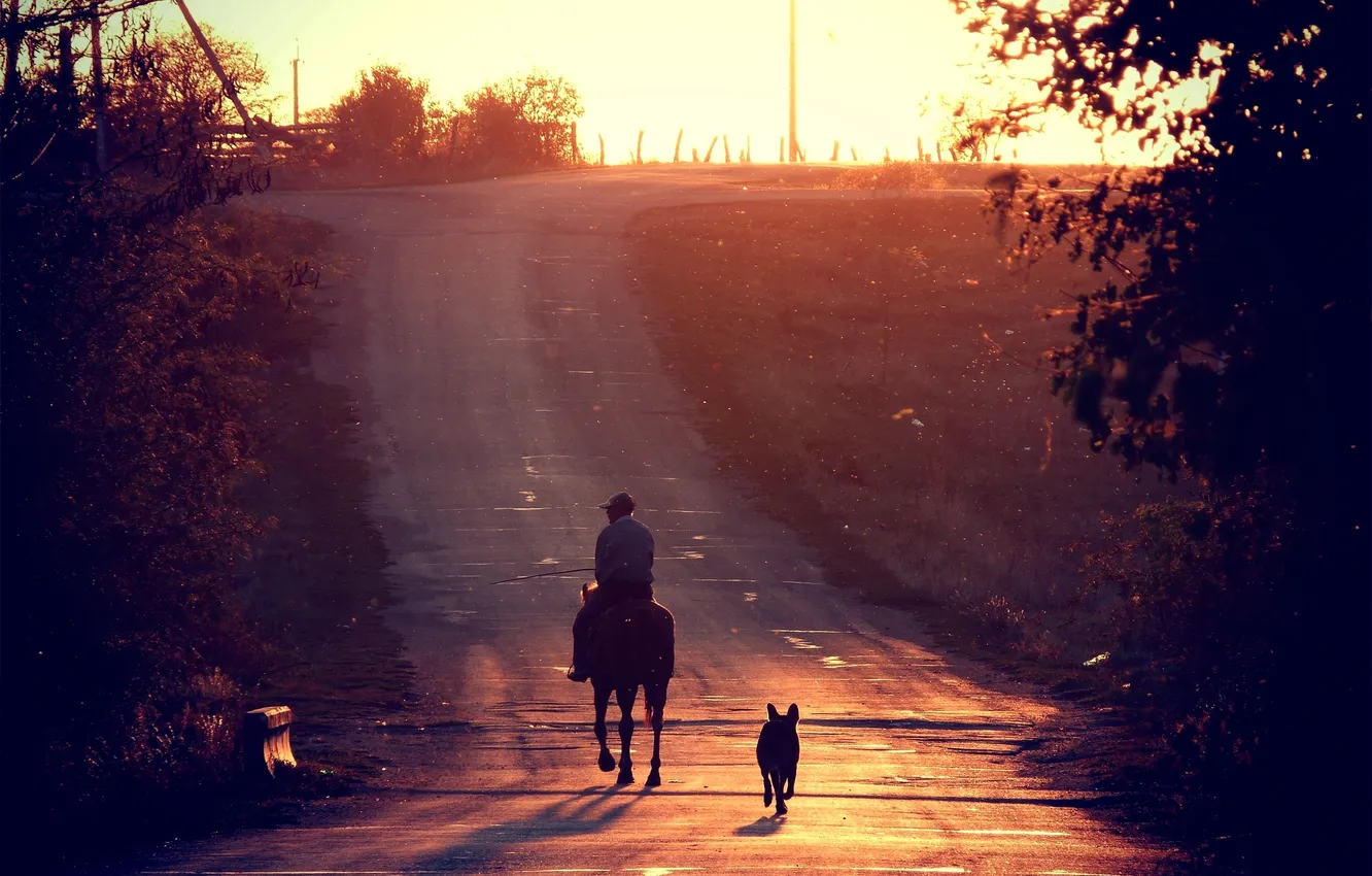 Фото обои дорога, закат, лошадь, собака