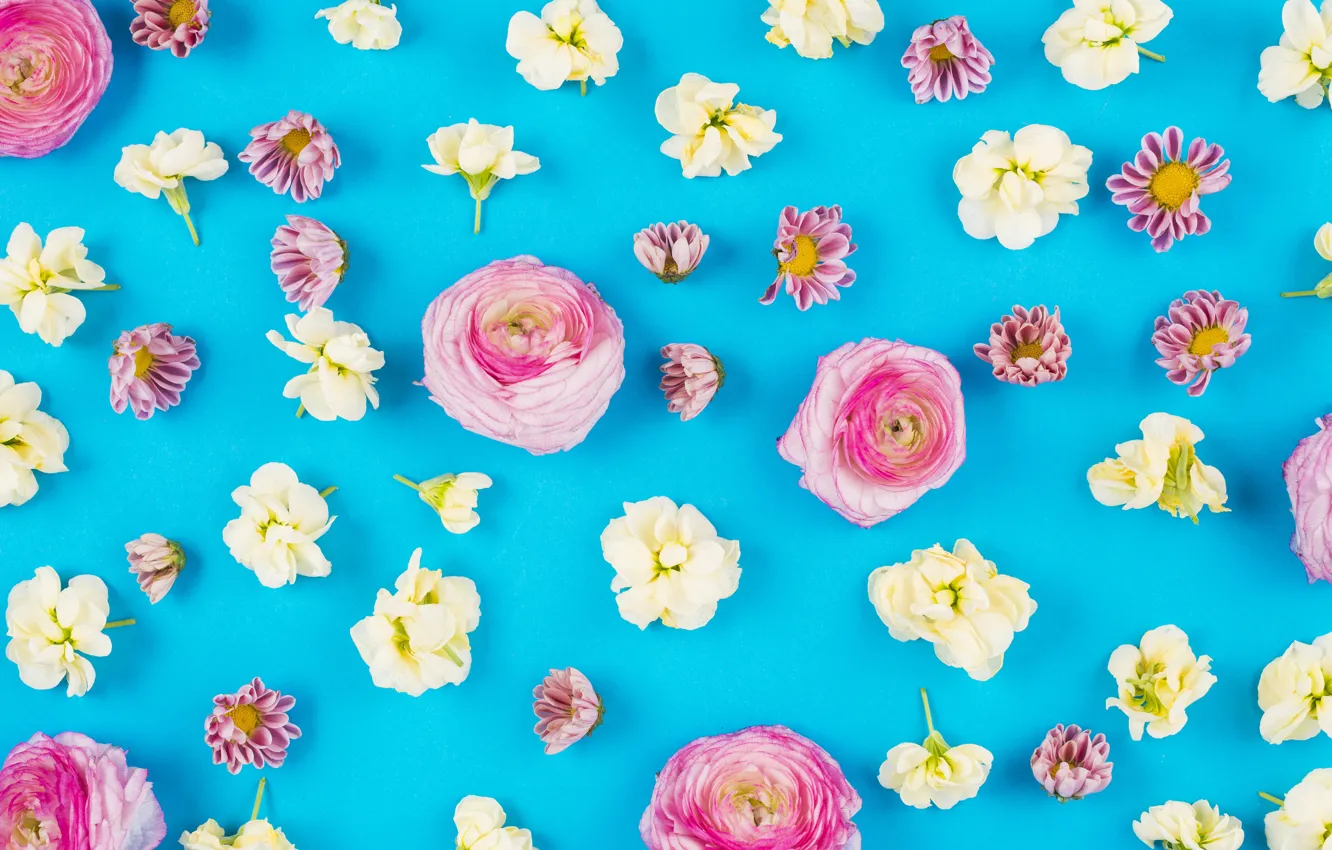 Фото обои цветы, фон, розы, white, белые, бутоны, fresh, pink