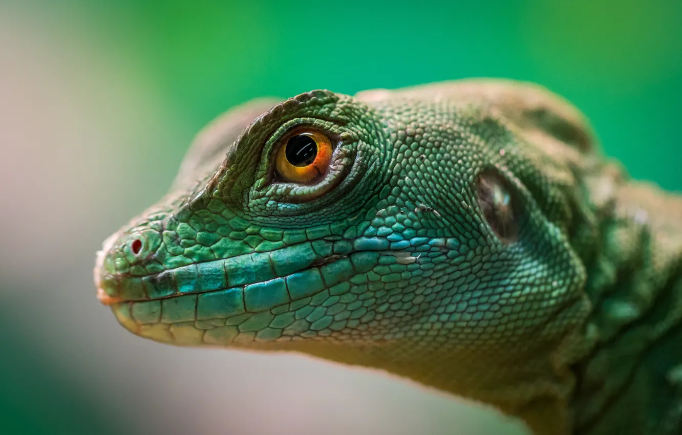 Фото обои Глаз, Ящерица, Голова, Рептилия, Head, Reptile, Animal, Eye